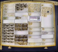 Media resource of Lomographa elsinora