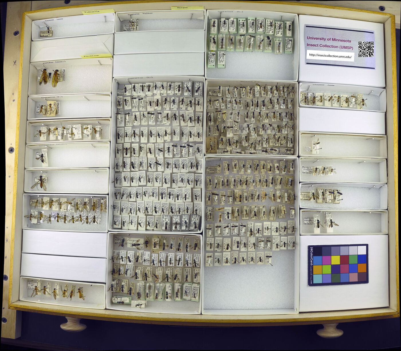 Ptecticus aurifer image