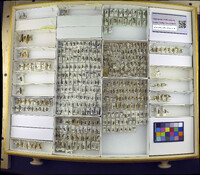 Media resource of Ptecticus aurifer