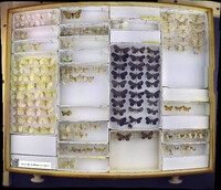 Media resource of Macaria pustularia