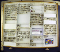 Media resource of Odontomyia arcuata