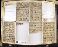 Media resource of Mesothea incertata