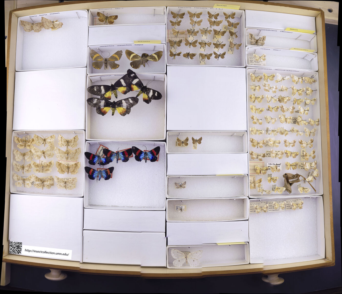 Milionia coronifera coronifera image