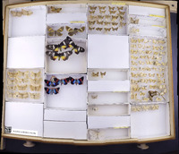 Media resource of Milionia coronifera