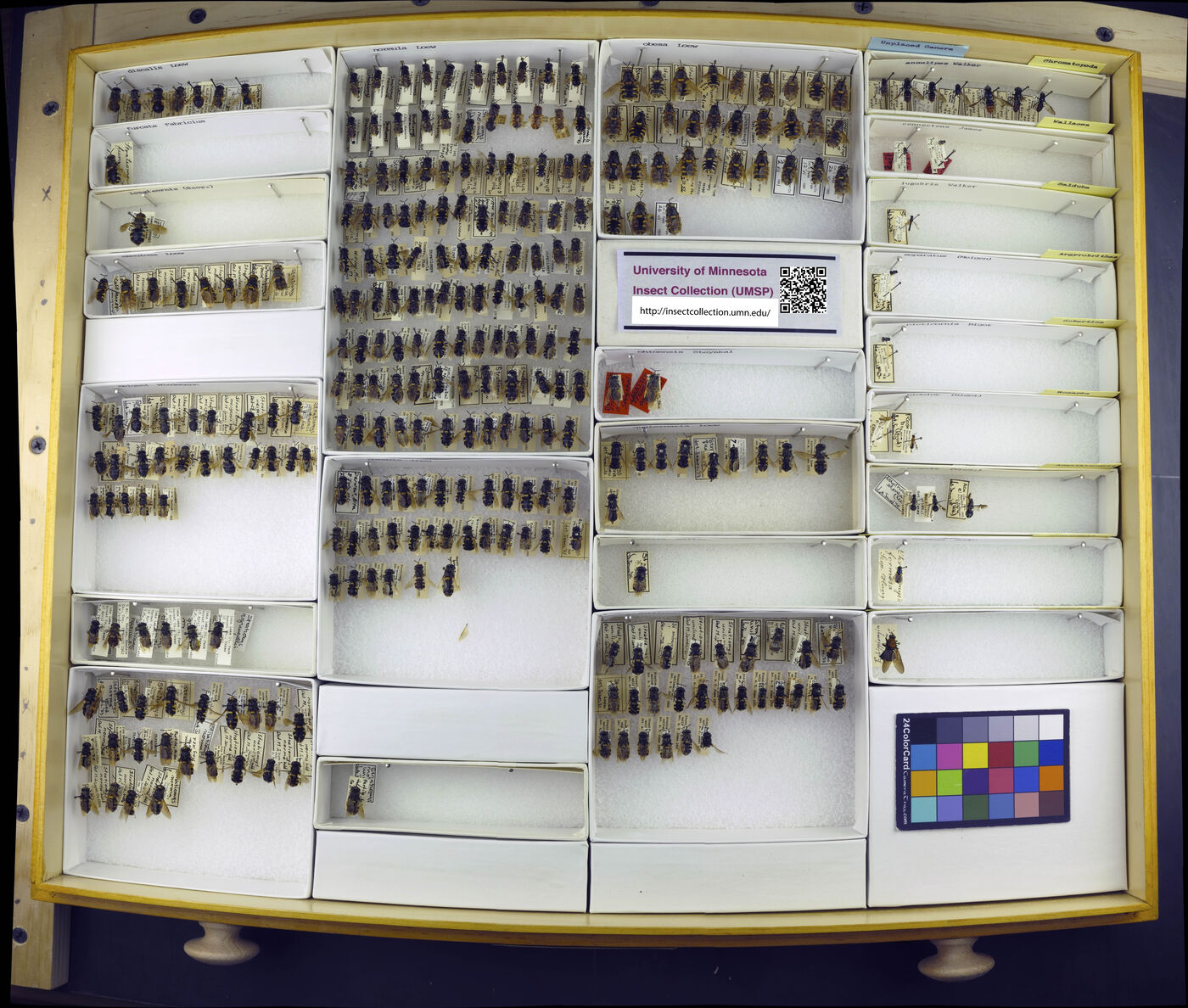 Chromatopoda annulipes image