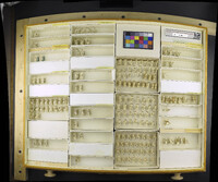 Media resource of Ula elegans