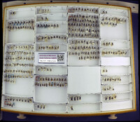 Media resource of Dolerus maculicollis