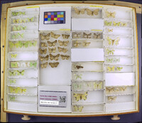 Media resource of Nemoria adjunctaria