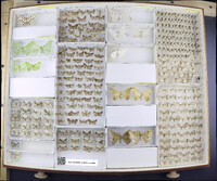 Media resource of Ophthalmitis irrorataria