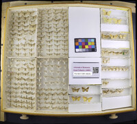 Media resource of Paleacrita vernata