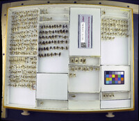 Rhagio costatus image