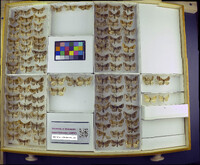 Media resource of Pero ancetaria