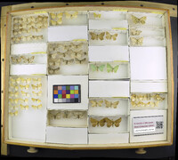 Media resource of Phigalia strigataria