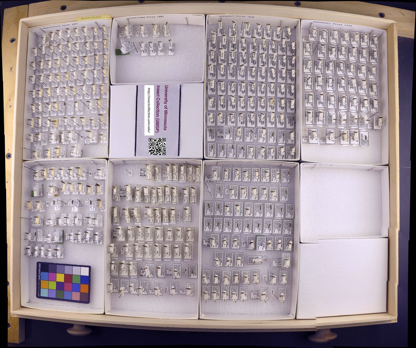 Anchitrichia duplifurcata image