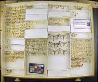 Media resource of Pleuroprucha insulsaria