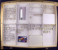 Media resource of Bredinia costaricensis