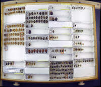 Media resource of Apateticus bracteatus