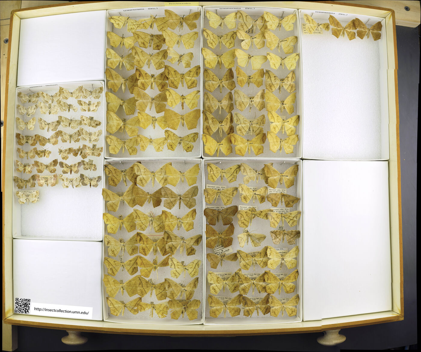 Prochoerodes lineola image