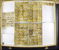 Media resource of Prochoerodes lineola