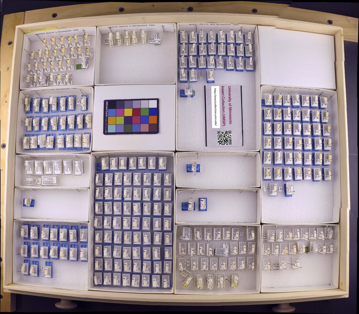 Byrsopteryx abrelata image