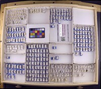 Media resource of Byrsopteryx abrelata