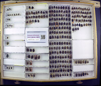 Media resource of Brochymena affinis