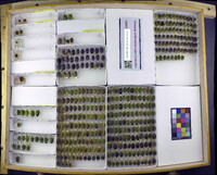 Media resource of Carbula limpoponis