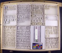 Media resource of Hydroptila carara