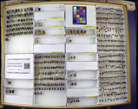 Media resource of Chlorocoris distinctus