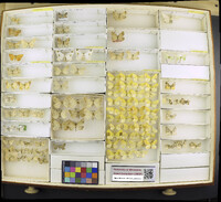 Media resource of Sericoptera mahometaria