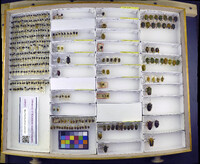 Media resource of Dinocoris antennatus