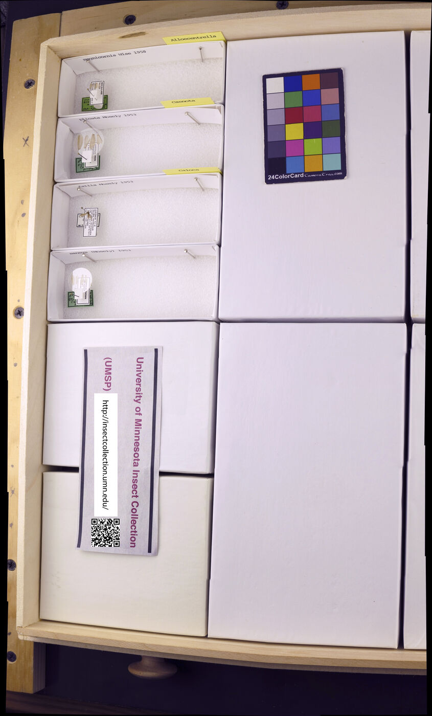 Alloecentrella image