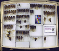 Media resource of Megatibicen dorsatus