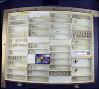 Media resource of Dactylolabis cubitalis