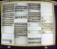 Media resource of Dolerus similis