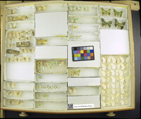 Media resource of Stamnodes annellata