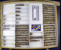 Media resource of Euschistus bifibulus