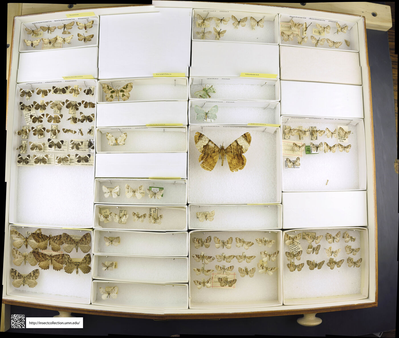 Trygodes amphion image