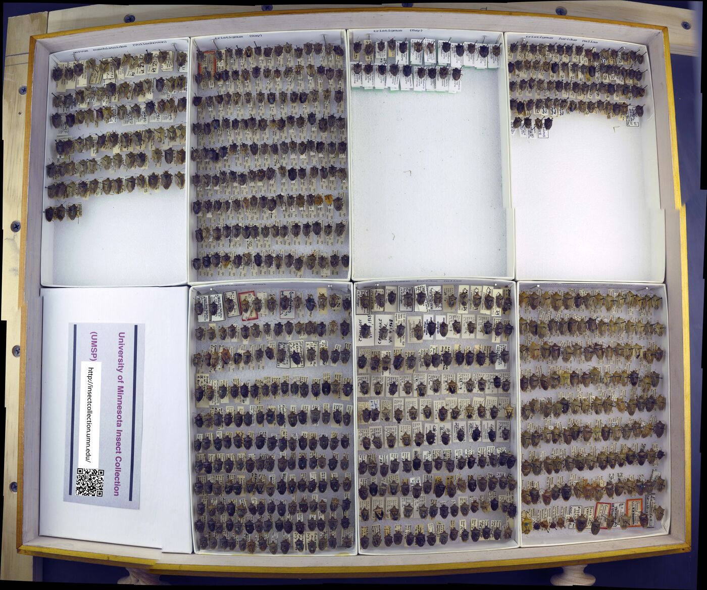 Euschistus tristigmus image