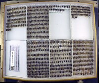 Media resource of Euschistus tristigmus