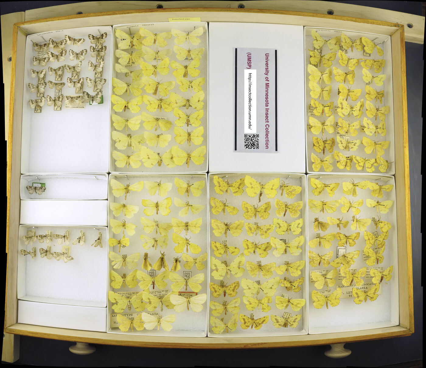 Xanthotype sospeta image