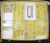 Media resource of Xanthotype sospeta