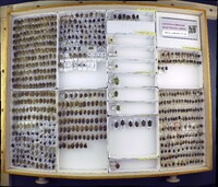 Media resource of Euthyrhynchus floridanus