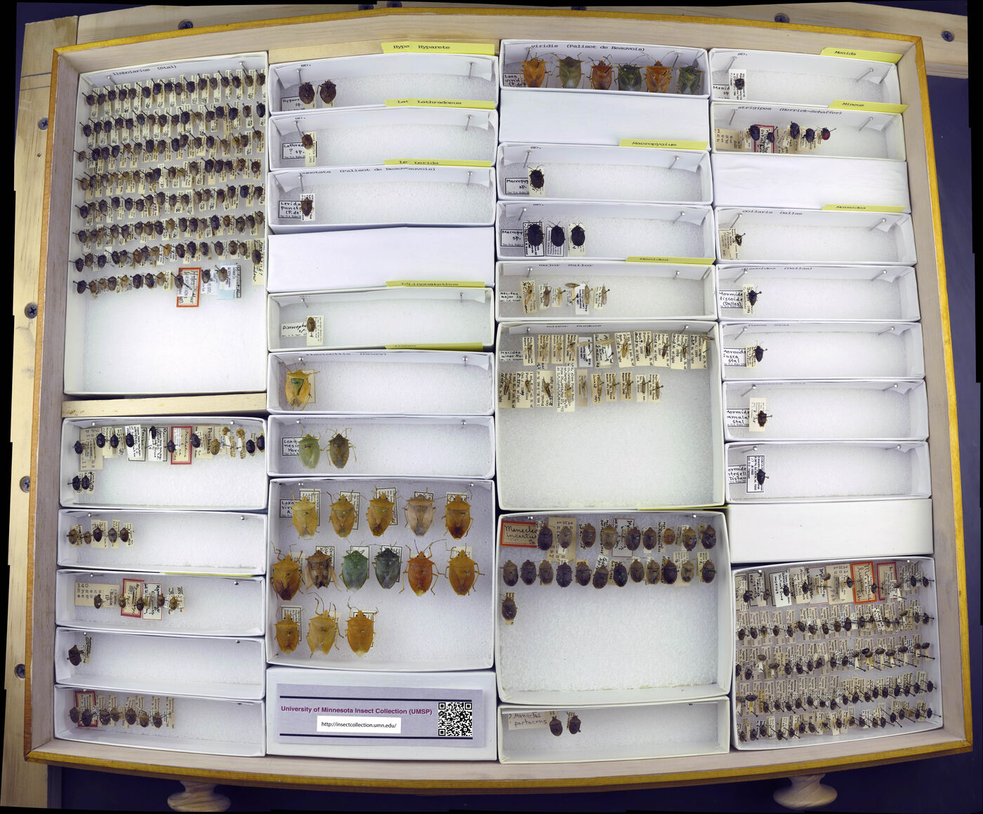 Lerida punctata image