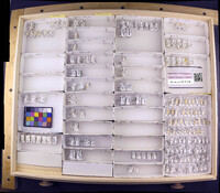 Media resource of Neotrichia biuncifera