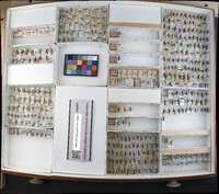 Media resource of Cratichneumon alternans