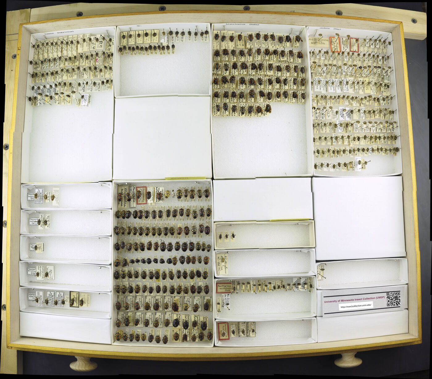 Mormidea lugens image