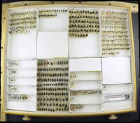 Media resource of Mormidea lugens