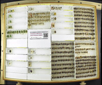 Media resource of Nezara capicola