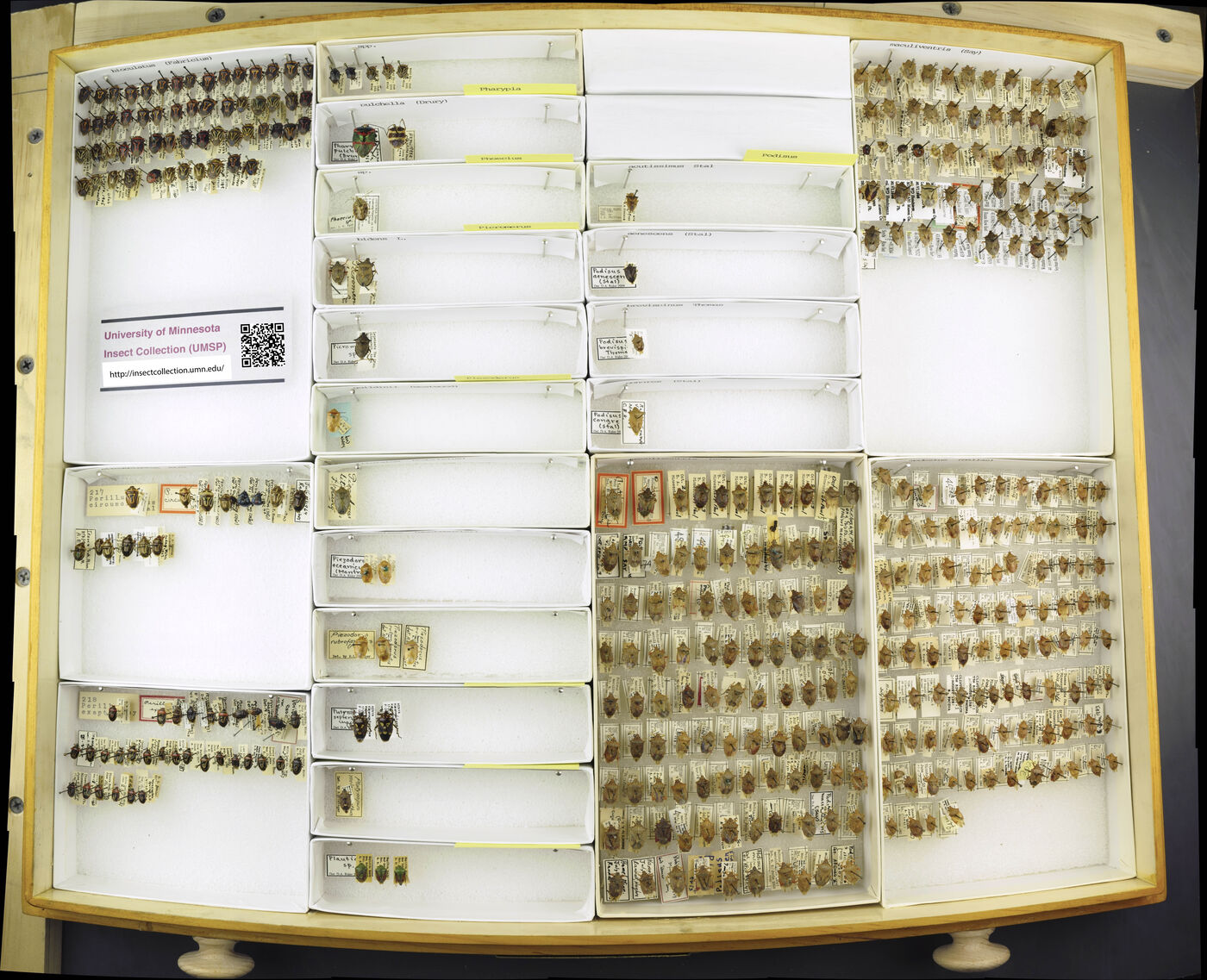 Pharypia pulchella image